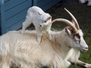 Baby and Parent Goat